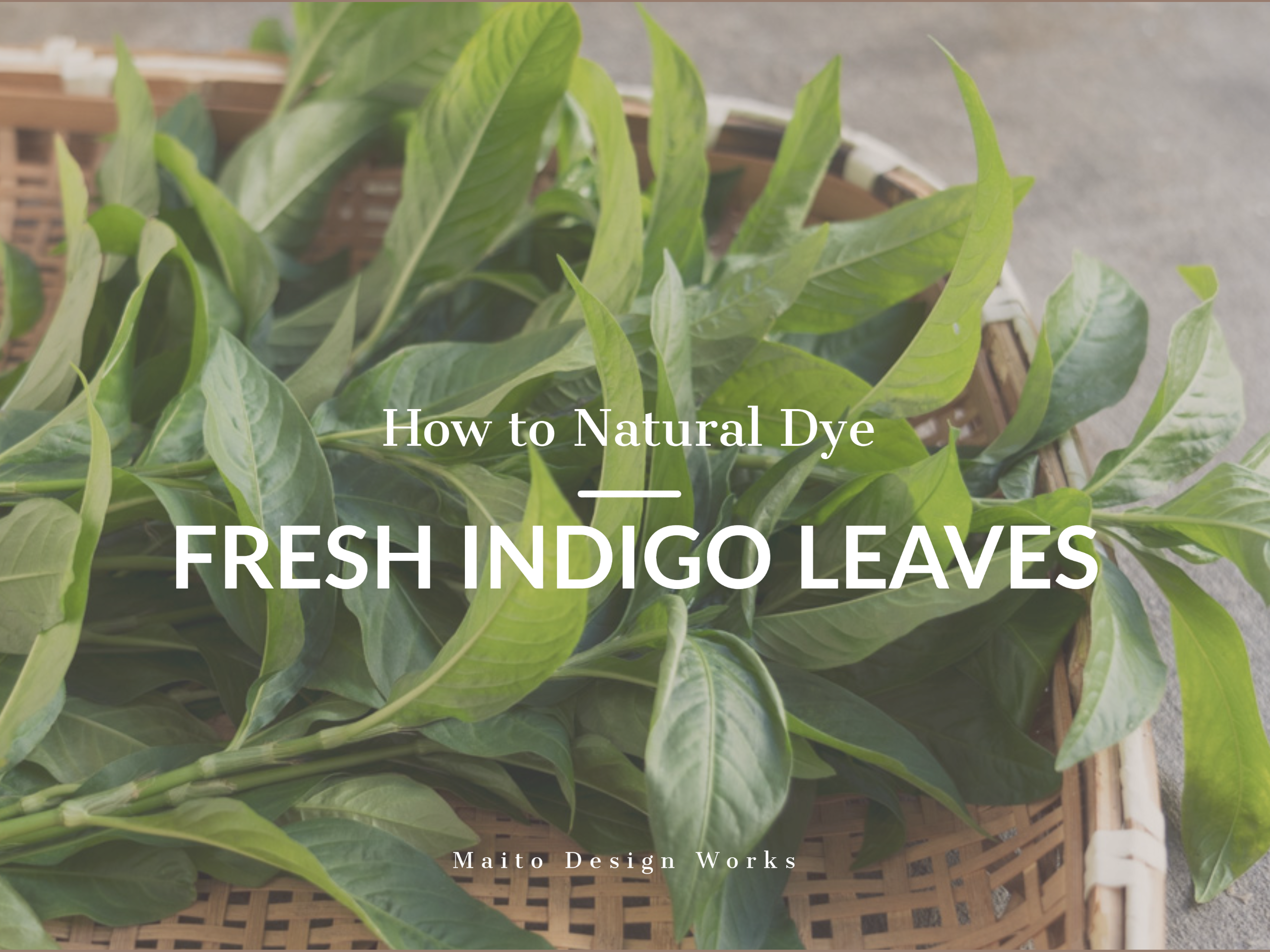 藍の生葉染めの方法 How to natural dye -Fresh indigo leaves-