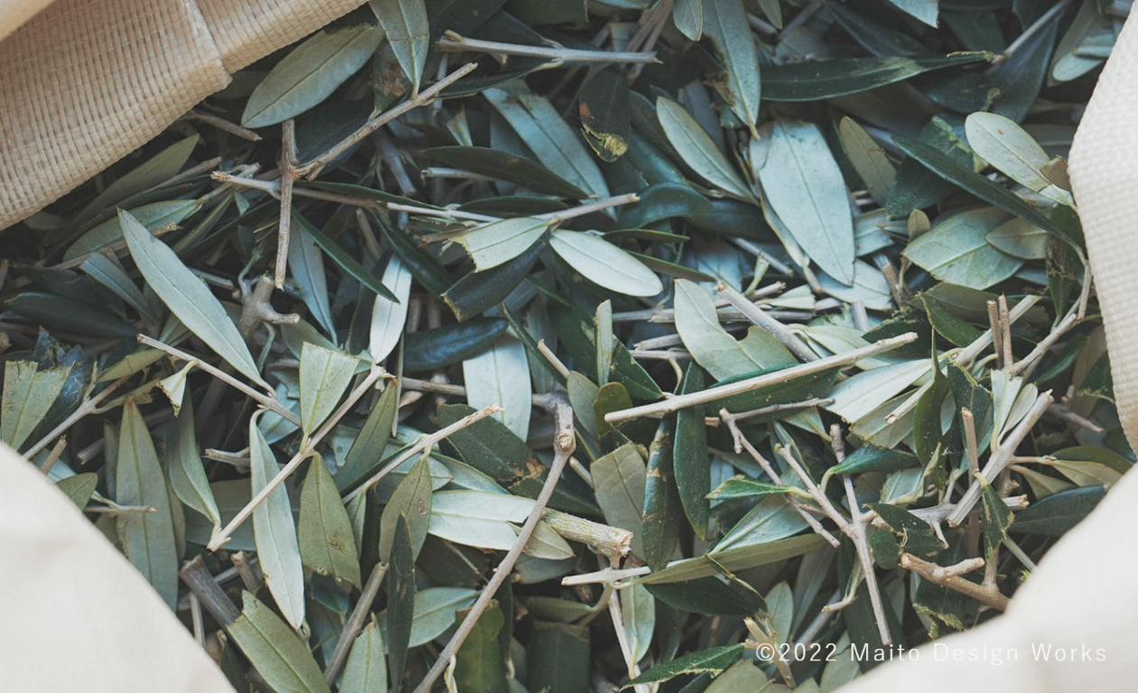 オリーブ染　オリーブの葉　olive leaves